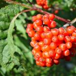 Sambucus racemosa © BOTANIK IM BILD / http://flora.nhm-wien.ac.at