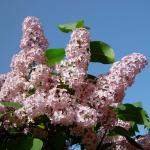 Syringa vulgaris © BOTANIK IM BILD / http://flora.nhm-wien.ac.at 