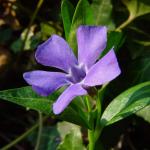 Vinca minor © BOTANIK IM BILD / http://flora.nhm-wien.ac.at