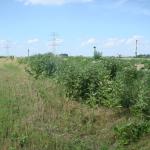 Roadside infested with Asclepias syriaca © Swen Follak