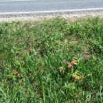 Young plants of Ailanthus altissima along a roadside © Swen Follak