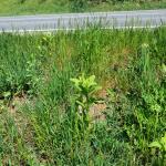 Roadside infested with Asclepias syriaca © Swen Follak