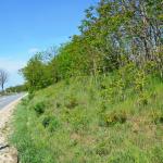 Roadside (slope) infested by Ailanthus altissima © Swen Follak