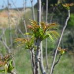 Ailanthus altissima © Swen Follak