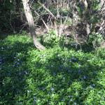 Vinca minor invadibng natural forest  © Swen Follak