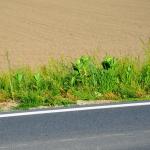 Roadside infested with Asclepias syriaca © Swen Follak