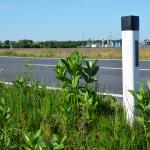 Roadside infested with Asclepias syriaca © Swen Follak