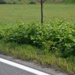 Road verge infested with Fallopia japonica © Swen Follak